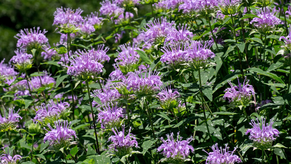 How to Grow and Care for Bee Balm | Vego Garden