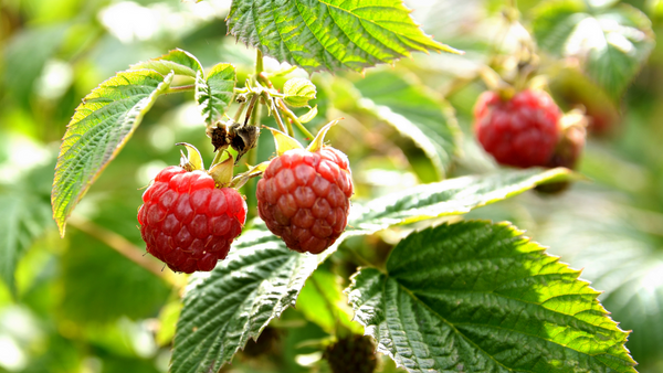 Tips for Growing Raspberry Bushes | Vego Garden