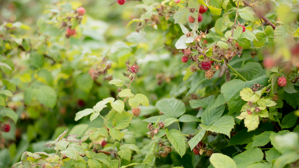 Tips for Growing Raspberry Bushes | Vego Garden