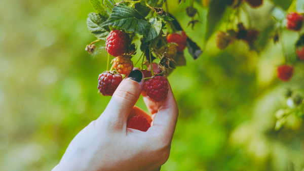 Tips for Growing Raspberry Bushes | Vego Garden