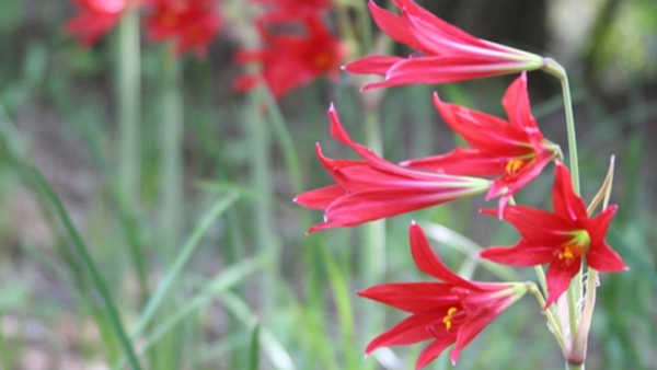 Oxblood lilies from Southern Bulb Company | Vego Garden