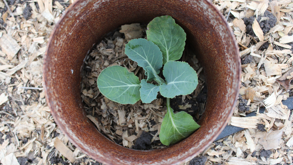 Bottomless Cans around Brassica Transplants | Vego Garden