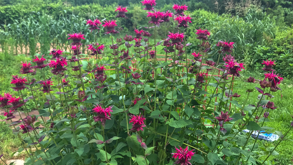 How to Grow and Care for Bee Balm | Vego Garden