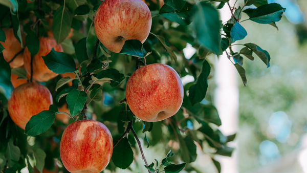 Growing your own fruit trees truly lets you enjoy the fruits of your labor | Vego Garden
