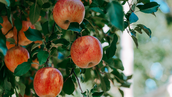 The Benefits of Growing Apple Trees in a Raised Garden Bed | Vego Garden