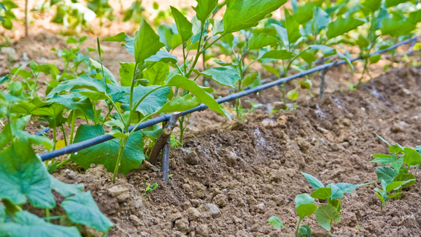 Tips for Caring for your Plants in a Dry Environment | Vego Garden