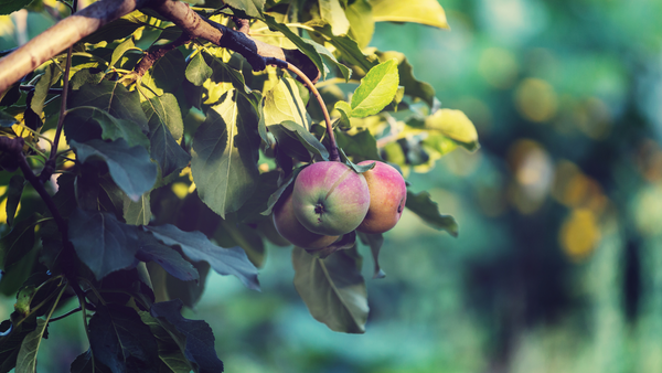 The Benefits of Growing Apple Trees in a Raised Garden Bed | Vego Garden