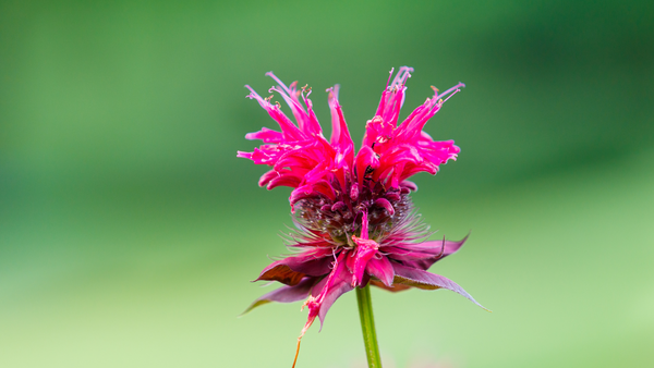 How to Grow and Care for Bee Balm | Vego Garden