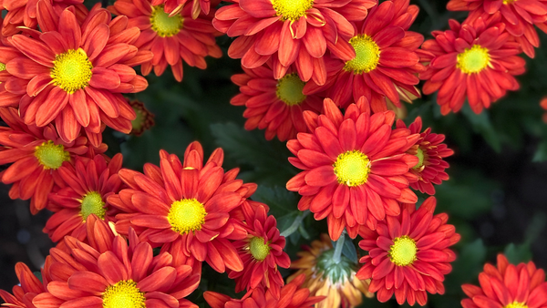 Plant These Autumn Flowers for Vibrant Color | Vego Garden