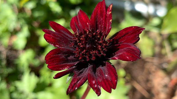 Flowers that Attract Butterflies to Your Garden | Vego Garden