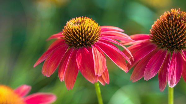 Plant These Autumn Flowers for Vibrant Color | Vego Garden