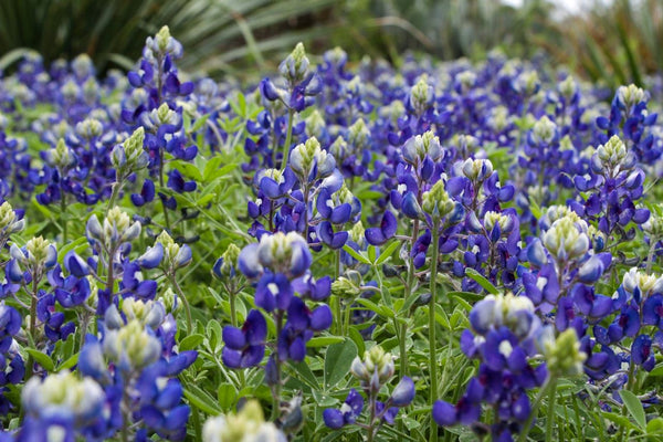 Bluebonnets can grow in your own garden | Vego Garden
