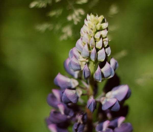 Save your bluebonnet seeds | Vego Garden