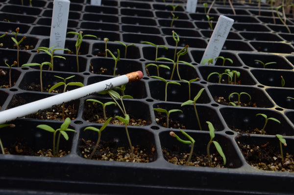 Brush seedling for optimal transplanting | Vego Garden