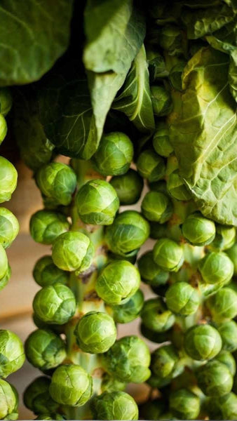 How to Grow Brussels Sprouts | Vego Garden