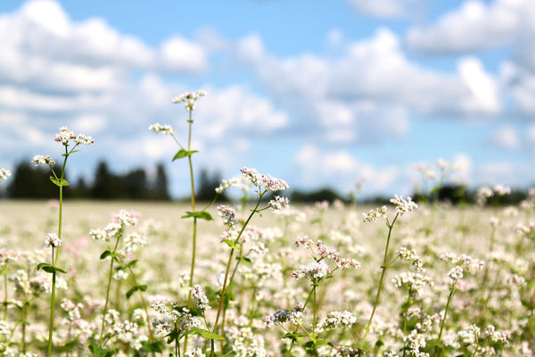 Buckwheat flower field | Vego Garden