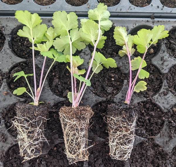Celary seedlings | Vego Garden