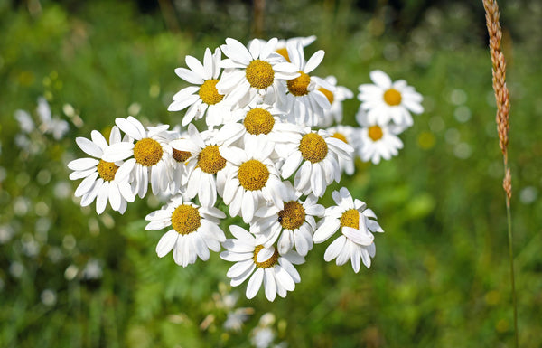 Chamomile in gardens is beneficial for pollinators and a cup of tea | Vego Garden