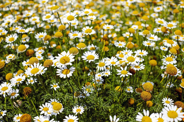 Sensory Garden for dogs can include chamomile | Vego Garden