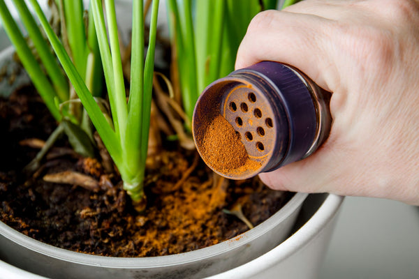 Cinnamon for indoor plant pests | Vego Garden