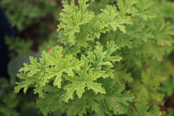 Citronella plant | Vego Garden