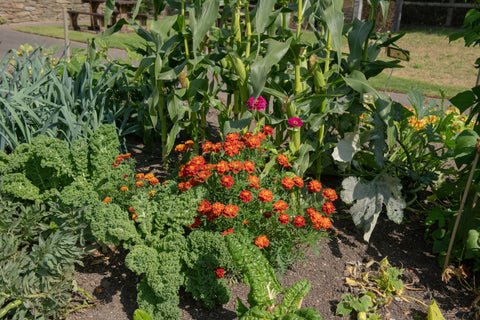 Veggies and flowers flourishing in the garden | Vego Garden