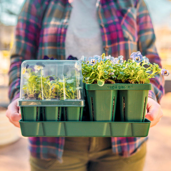 Give the seedlings some time to acclimate to the outdoors before transplanting | Vego Garden