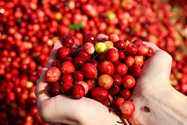 Cranberry harvest | Vego Garden