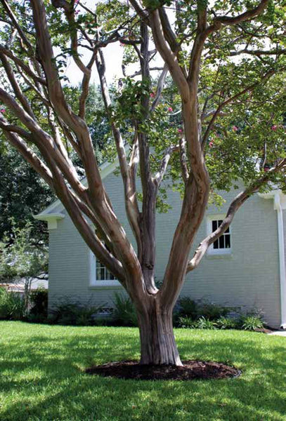 Crape myrtle pruned to perfection