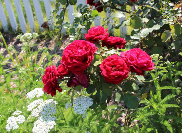 Crimson glory roses