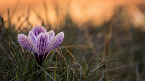 Best Easter Plants for Celebrating and Decorating  |  Vego Garden