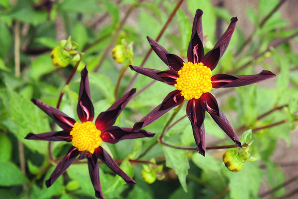Dahlia Verrone's Obsidian in flower | Vego Garden