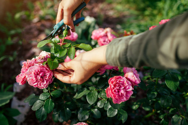 Deadheading is a productive pruning technique | Vego Garden