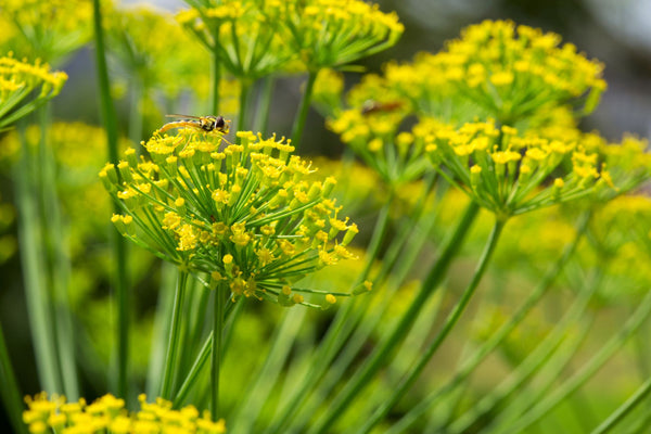 Dill flowers in the garden attract beneficial insects | Vego Garden