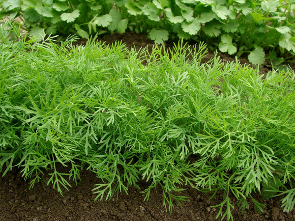 Dill is a pest deterrent in your garden | Vego Garden