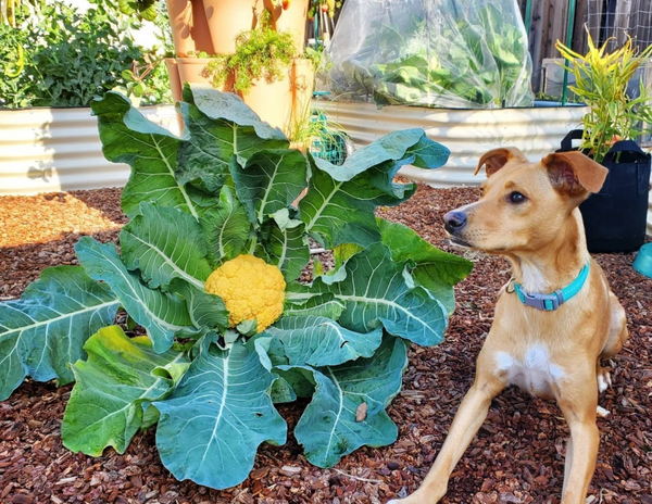 Sensory Garden for Dogs |Vego Garden