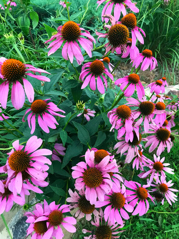 Excellent Medicinal Plants for Beginners - Echinacea