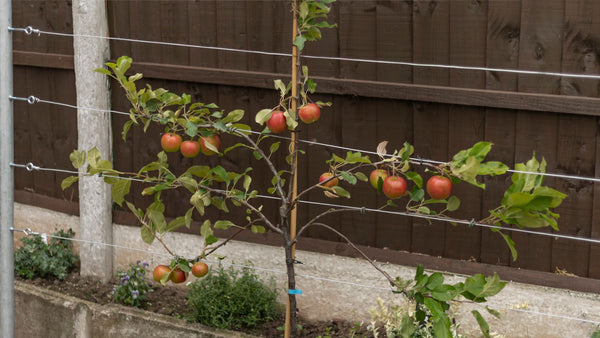 Espalier apple tree | Vego Garden
