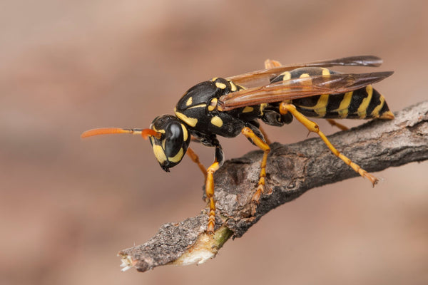 Female paper wasp | Vego Garden