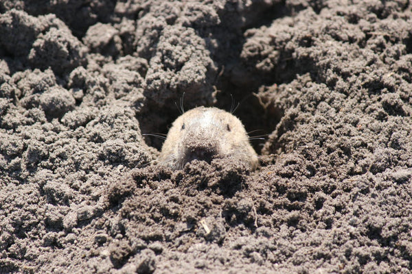 Get Rid of Gophers in Your Garden | Vego Garden