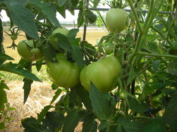 Tomatoes Magnolia Farm | Vego Garden