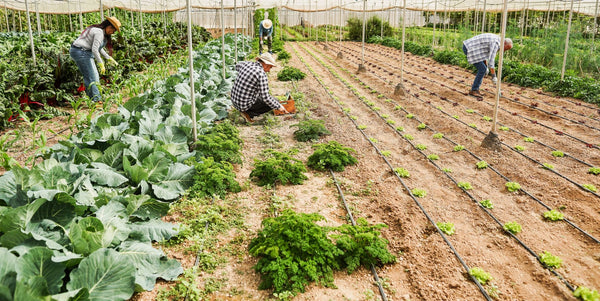 Community gardeners are a wealth of knowledge for newbies | Vego Garden