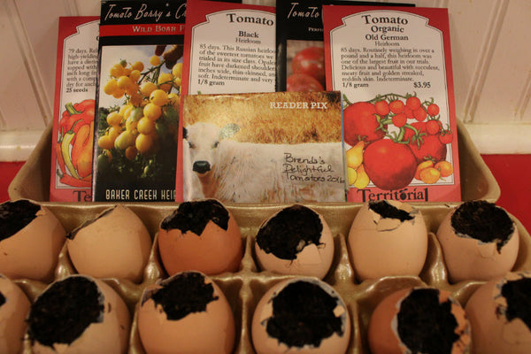 Grow Tomatoes in Eggshells | Vego Garden