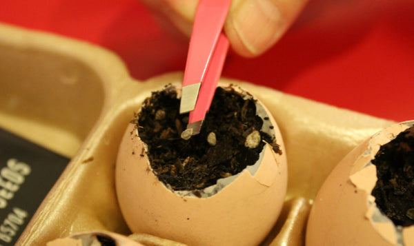 Grow Tomatoes in Eggshells | Vego Garden