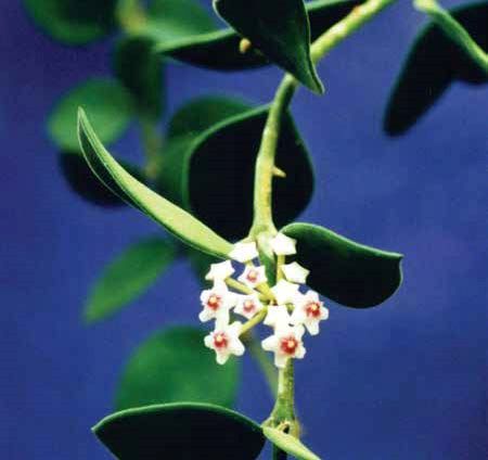Hoya Nummularoides | Vego Garden