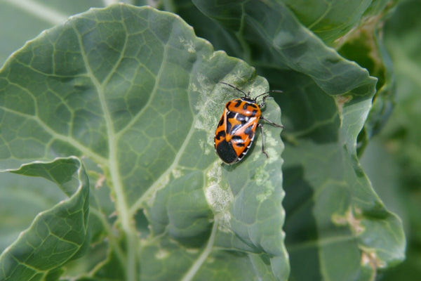 Harlequin Bug