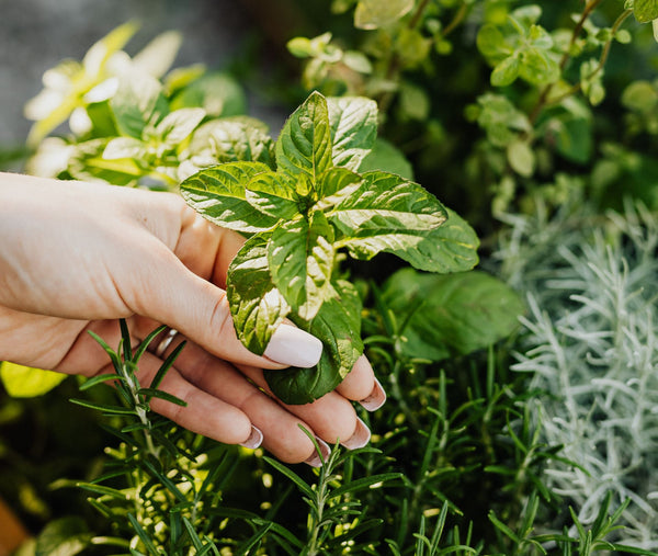 Harvesting Herbs | Vego Garden