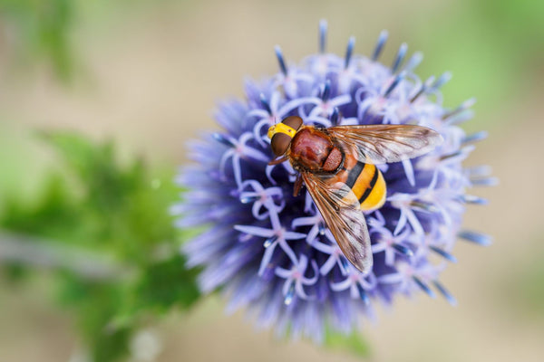Hoverflies are great at natural pest control in gardening | Vego Garden