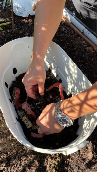 How to Vermicompost for Beginners | Vego Garden