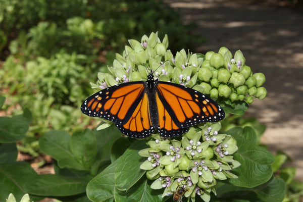 Monarch Butterfly Garden | Vego Garden
